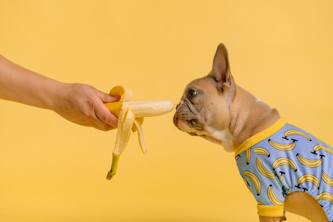 5 Ways CBD Can Help Improve Your Pet's Health - Happy Guys CBD