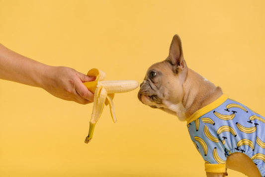 5 Ways CBD Can Help Improve Your Pet's Health - Happy Guys CBD