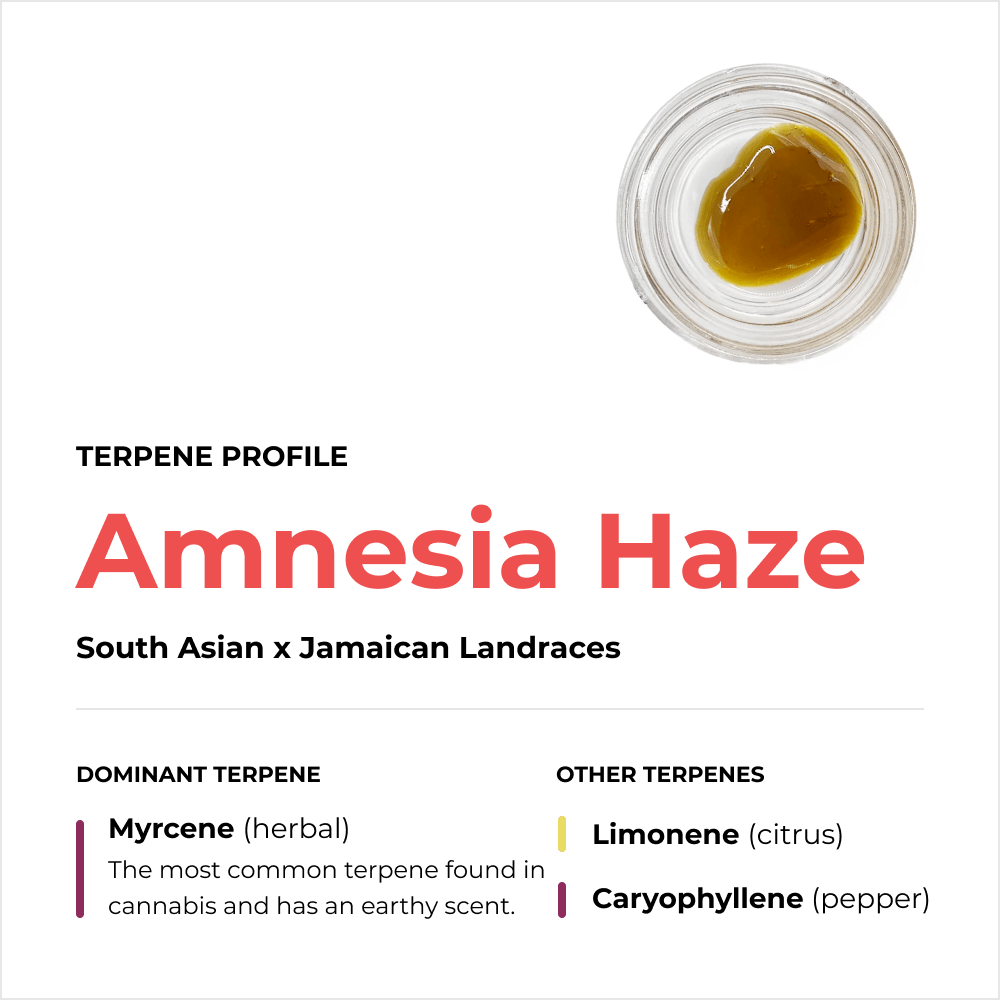 Amnesia Haze CBD Rosin - Happy Guys CBD